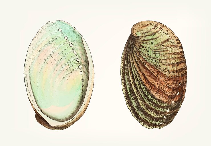 Abalone Shell: Nature’s Iridescent Treasure