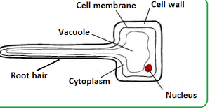 Understanding the Root Hair Cell Diagram: A Key to Plant Nutrition