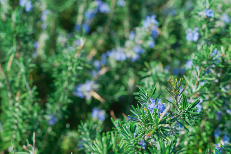 The Ultimate Guide to Caring for a Rosemary Plant: Tips and Tricks