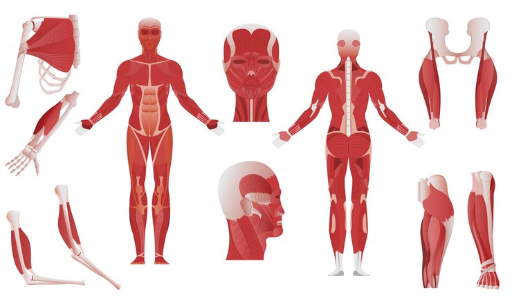 Understanding Your Body’s Core: Insights into Torso Anatomy