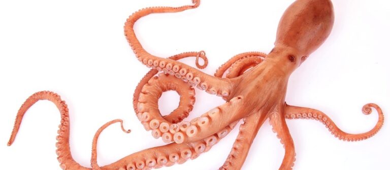 Discover the Fascinating World of Octopus: A Blog Article about Octopus for Sale