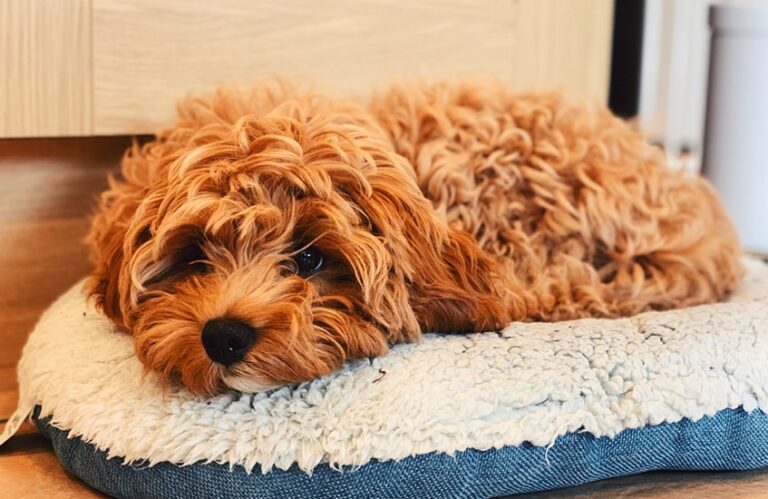 A Day in the Life of a Cavapoo: Understanding their Daily Routine and Care Needs