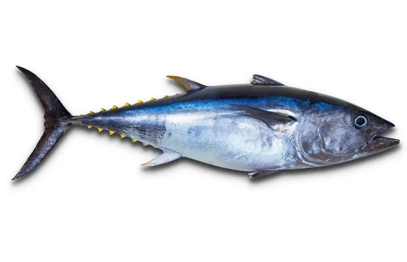 Big Tuna