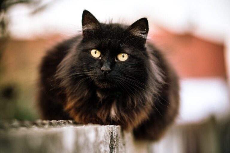 Black Maine Coon