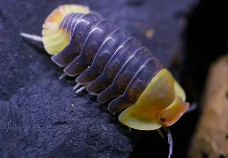 Rubber Ducky Isopods