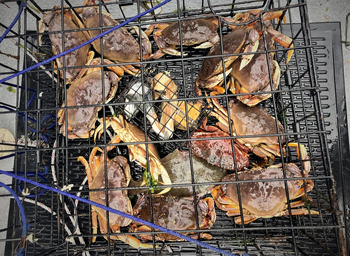 Crab Pot: You Need to Know About Catching Crabs