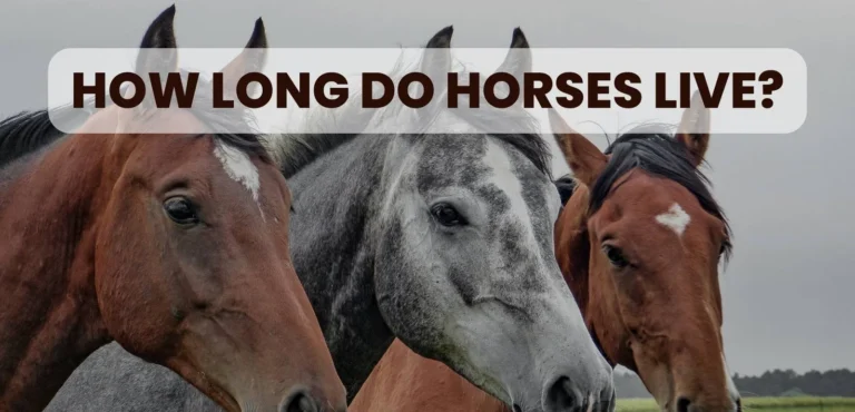 How Long Do Horses Live