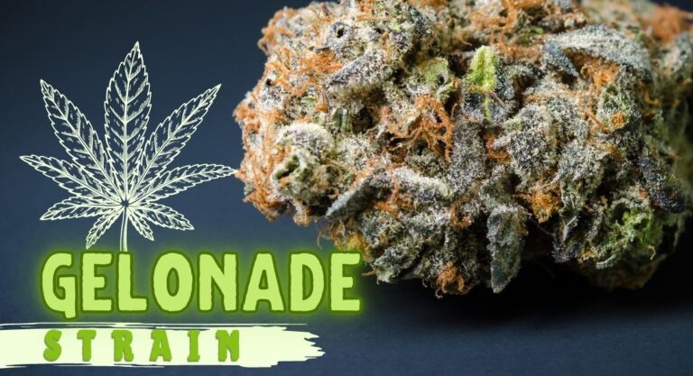 Gelonade Strain