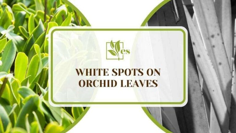 White Spots on Orchid Leaves: Causes, Identification, and Treatment