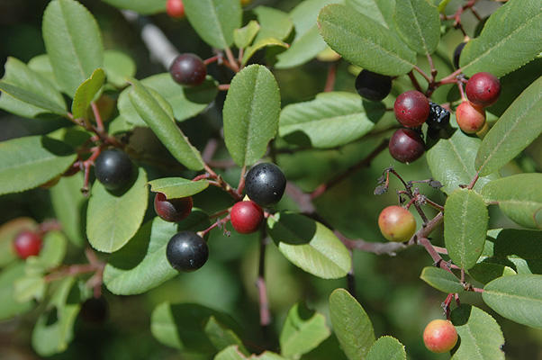 Coffeeberry Plant