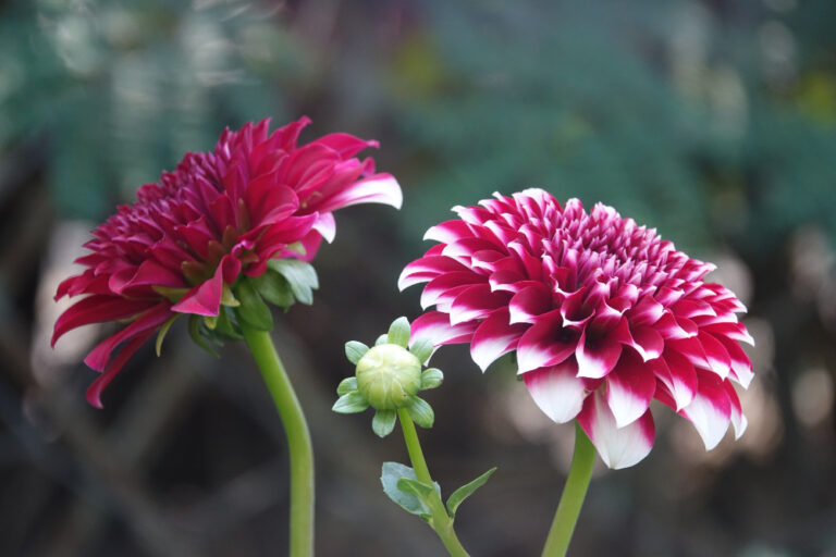 Dahlia Pinnata