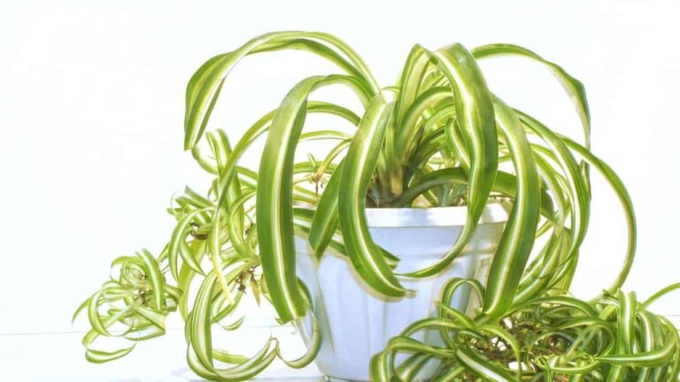 Droopy Spider Plant