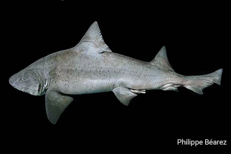 Bigeye Houndshark