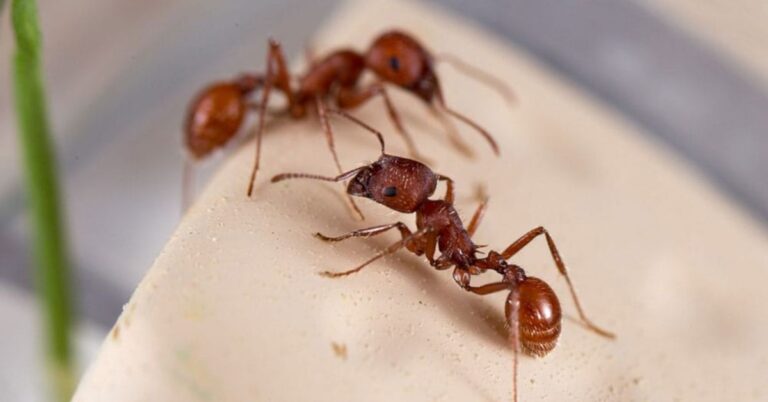 Harvester Ants