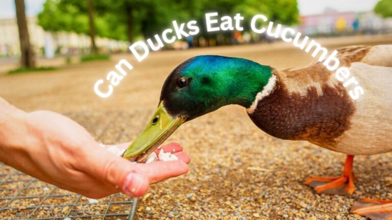 Can Ducks Eat Cucumbers