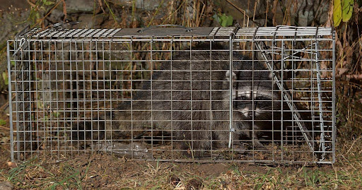 Raccoon Removal Services Timing: When to Act for Effective Solutions