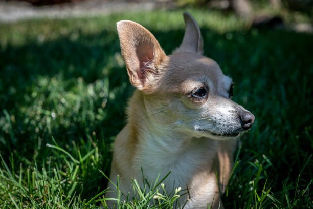 Apple Head Chihuahuas