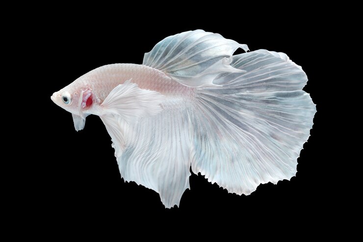 Betta Turning White